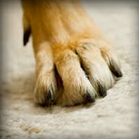 Pet-Damage-Carpet-Repair.5 Pet Damage Carpet Repair