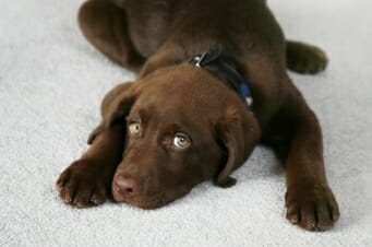 Best Kind of Flooring for Homes with Pets